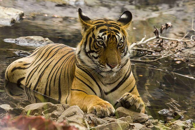 03 Days Private Wildlife Ranthambore Tiger Tour from Jaipur - Day 1: Travel and Arrival at Ranthambore