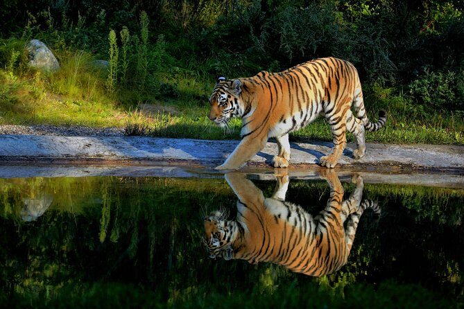 03 Days Private Wildlife Ranthambore Tiger Tour from Jaipur - What Travelers Say
