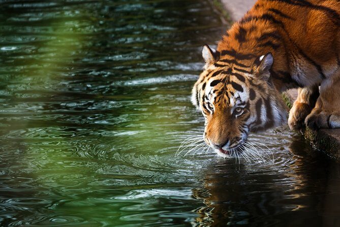 03 Days Private Wildlife Ranthambore Tiger Tour from Jaipur - The Value Proposition