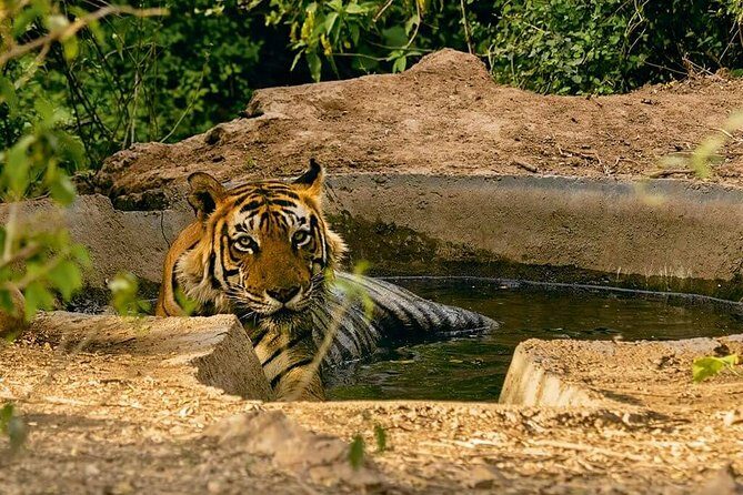 03 Days Private Wildlife Ranthambore Tiger Tour from Jaipur - Final Thoughts