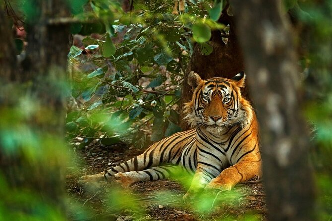 03 Days Private Wildlife Ranthambore Tiger Tour From Jaipur - Itinerary Highlights