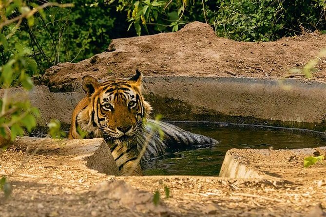 03 Days Private Wildlife Ranthambore Tiger Tour From Jaipur - Cancellation Policy