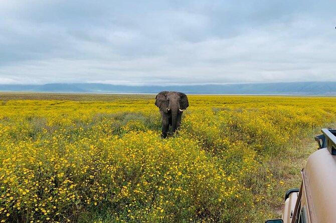 03 Days Serengeti and Ngorongoro Crater Group (Camping) - Camping Accommodations and Amenities