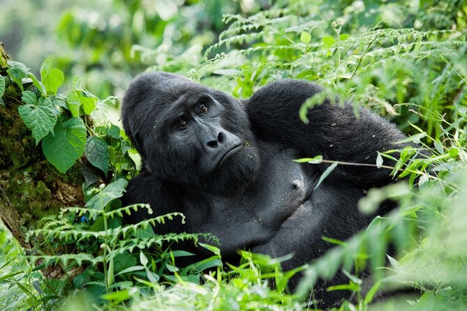 07-Days Murchison Falls, Queen Elizabeth & Gorillas Safari - Key Points