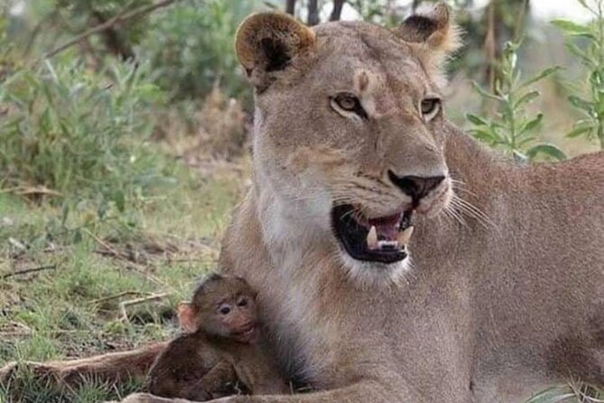 07-Days Murchison Falls, Queen Elizabeth & Gorillas Safari - Additional Information