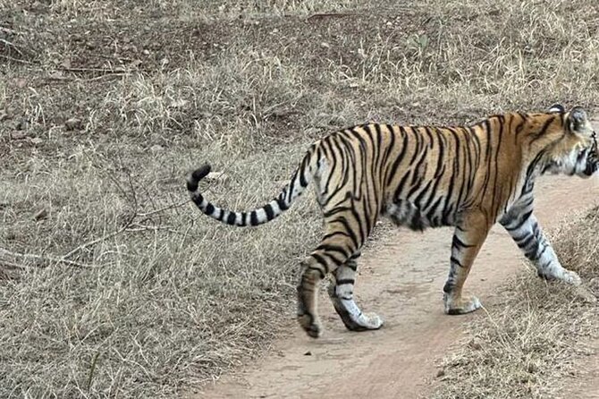 08 Days Golden Triangle Tour With Ranthambore and Jhalana Safari - Pricing and Cancellation