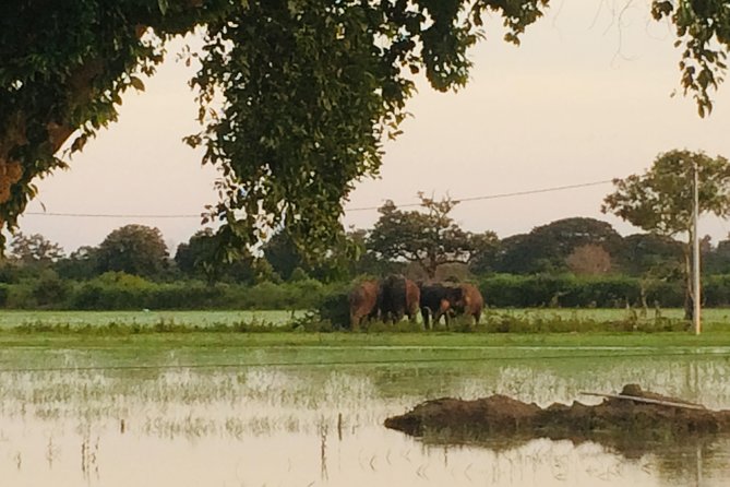 09 Day Explore Sri Lanka - Pickup Information