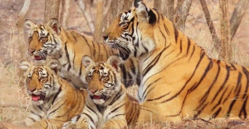 09-Days Golden Triangle Tour With Tiger & Leopard Safari - Key Points