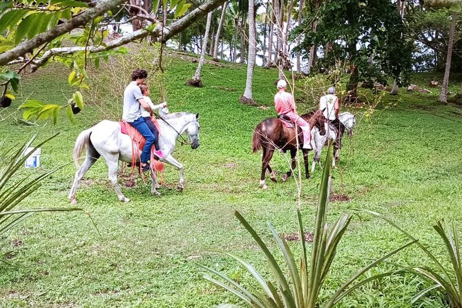1 1/2 Hours Tour Horseback Riding and Visiting the Beach - Traveler Feedback and Ratings