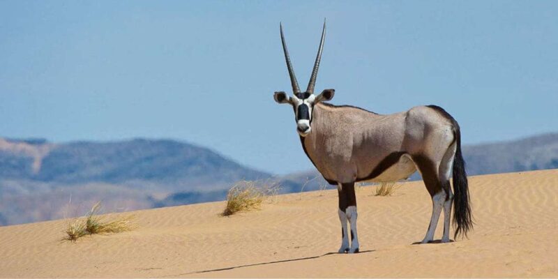 1/2 Day Durban City & Phezulu Tour From Durban - Transportation and Accessibility