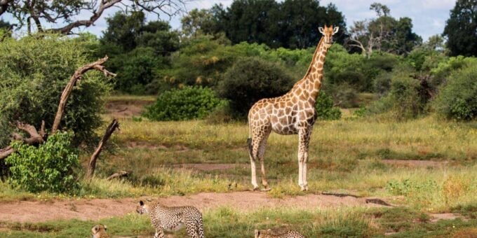 1/2 Day Durban City Tour & Phezulu Tour - Cultural Immersion