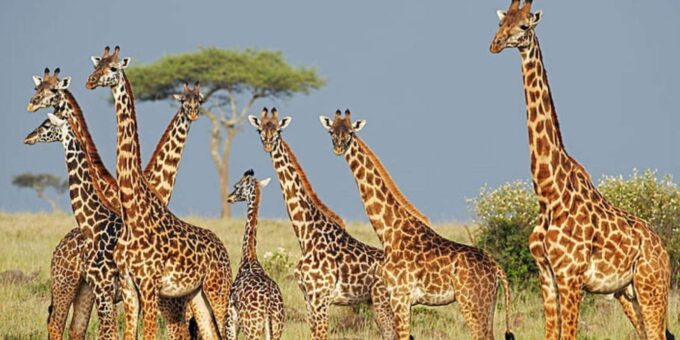 1/2 Day Durban City Tour & Phezulu Tour - Frequently Asked Questions