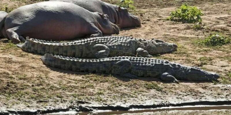 1/2 Day Isimangaliso Boat Safari From Durban - Key Points