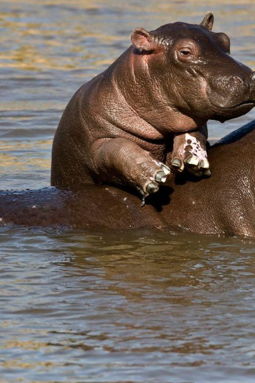 1/2 Day Isimangaliso Boat Safari From Durban - Pickup and Drop-off