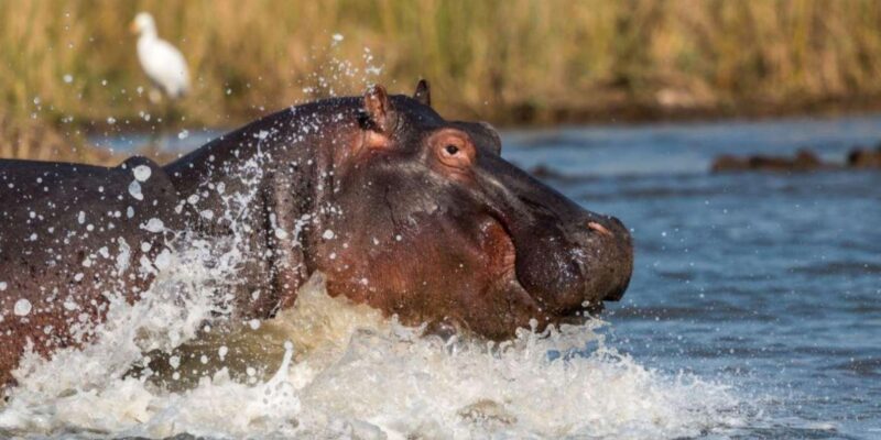 1/2 Day Isimangaliso Boat Safari Tour From Richards Bay - Booking Information