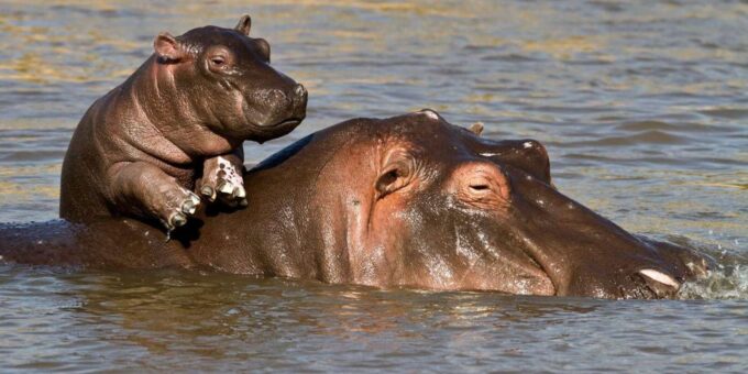 1/2 Day Isimangaliso Boat Safari Tour From Richards Bay - Frequently Asked Questions