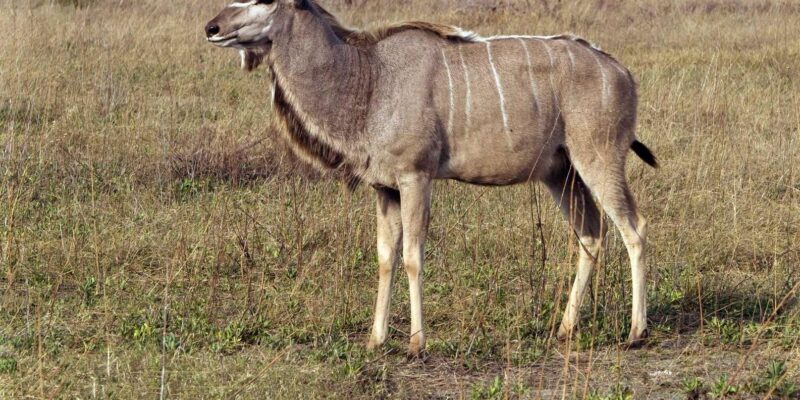 1/2 Day Phezulu Safari Park From Durban - Park Activities and Highlights