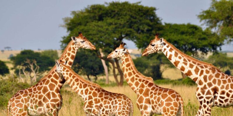1/2 Day Phezulu Safari Park From Durban - Transportation Details