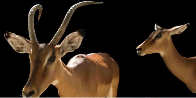 1/2 Day Phezulu Safari Park From Durban - Booking Information