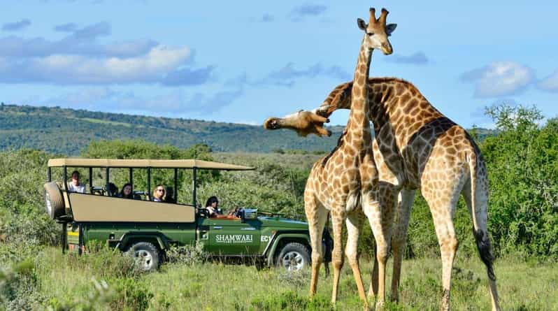 1/2 Day Phezulu Safari Park From Durban - Activities and Experiences