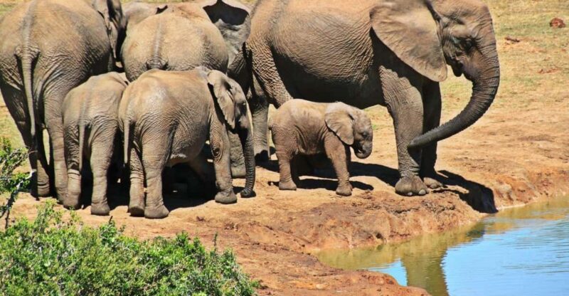 1/2 Day Phezulu Safari Park & Natal Lion Park From Durban - Tour Overview