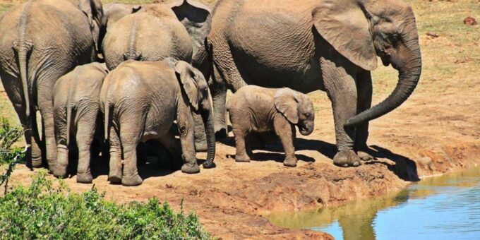 1/2 Day Phezulu Safari Park & Natal Lion Park From Durban - Phezulu Safari Park