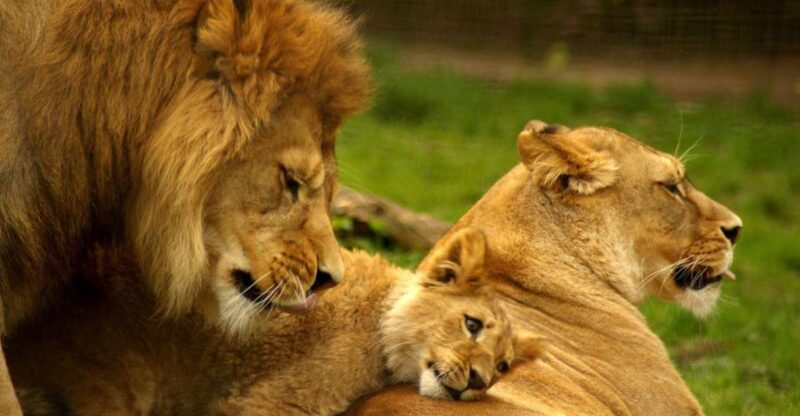 1/2 Day Phezulu Safari Park & Natal Lion Park From Durban - Wildlife Sightings at Natal Lion Park