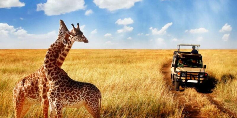 1/2 Day Private Tour Tala Game Reserve & Natal Lion Park - Key Points