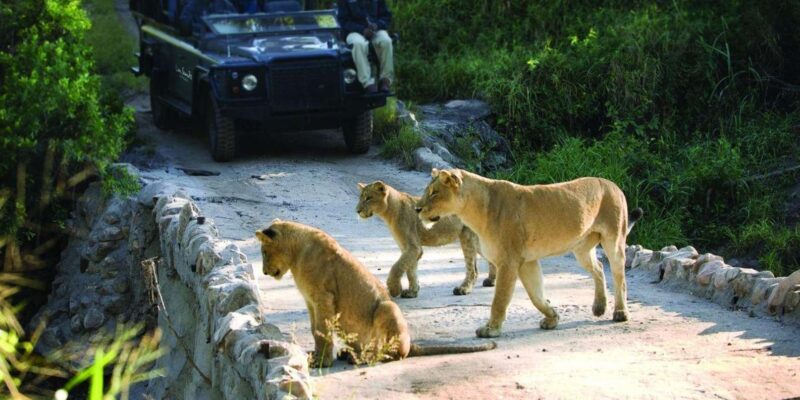 1/2 Day Private Tour Tala Game Reserve & Natal Lion Park - Itinerary Highlights