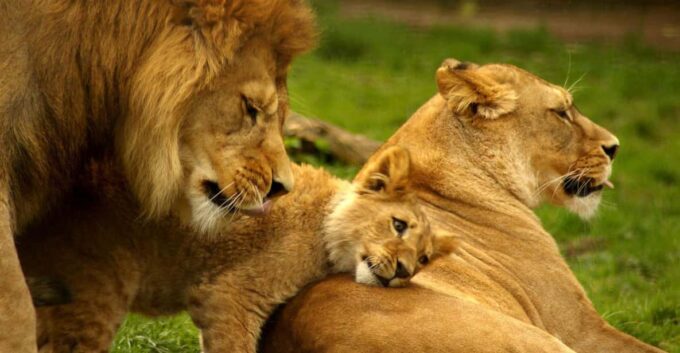 1/2 Day Private Tour Tala Game Reserve & Natal Lion Park - Frequently Asked Questions