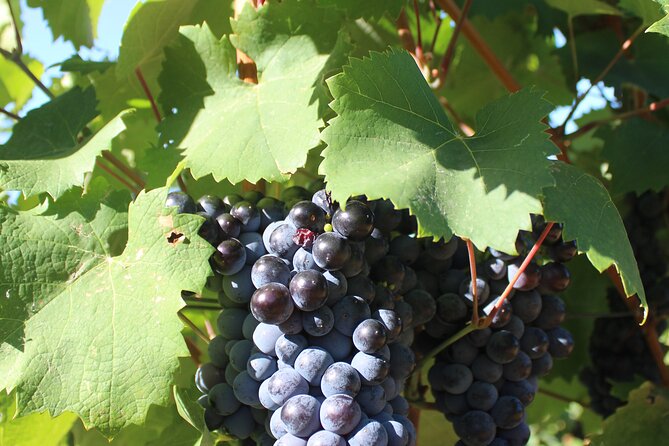 1/2 Day Private Vintage Tour, Vineyards of Saint-Tropez - Accessibility and Suitability