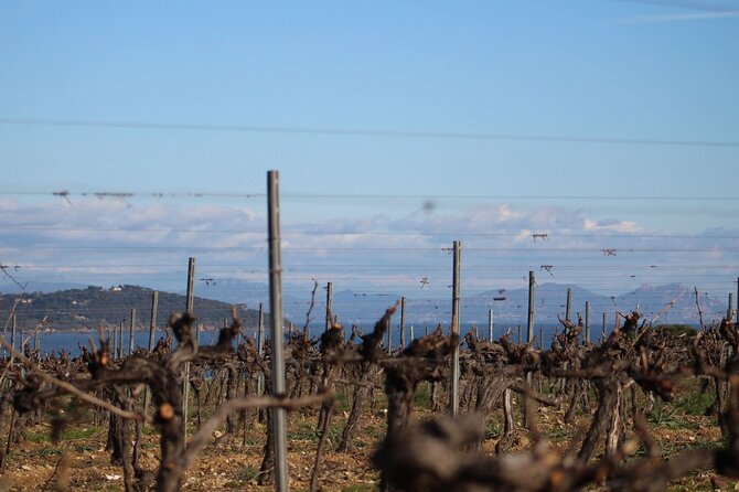 1/2 Day Private Vintage Tour, Vineyards of Saint-Tropez - Frequently Asked Questions