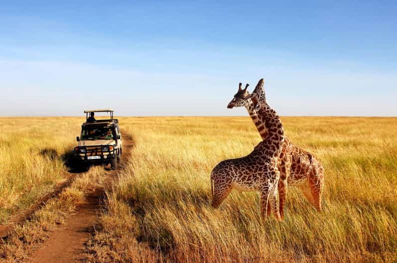 1/2 Day Safari From Durban - Private Tour - Game Drive Experience
