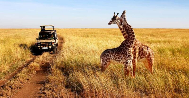 1/2 Day Safari From Durban - Private Tour - Zulu Cultural Immersion