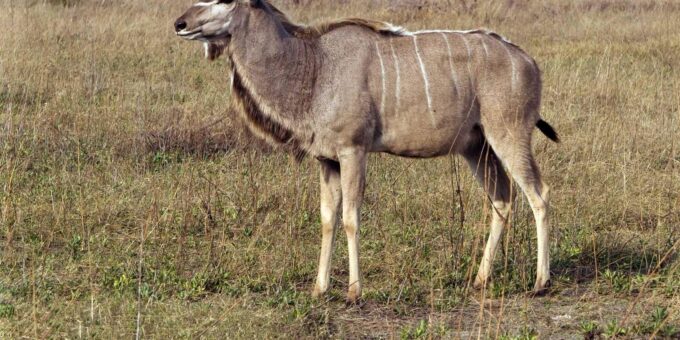 1/2 Day Safari From Durban - Private Tour - Pickup and Logistics
