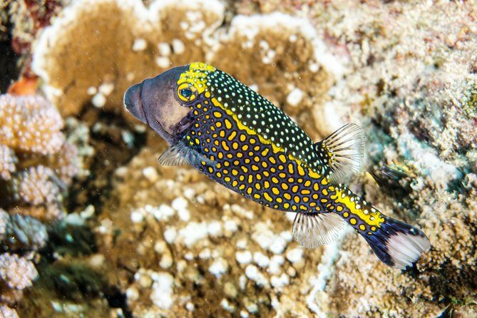 1/2 day Tahaa coral garden - departure Raiatea / ideal for cruise passengers - Introduction