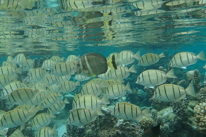 1/2 day Tahaa coral garden - departure Raiatea / ideal for cruise passengers - Authenticity and Value