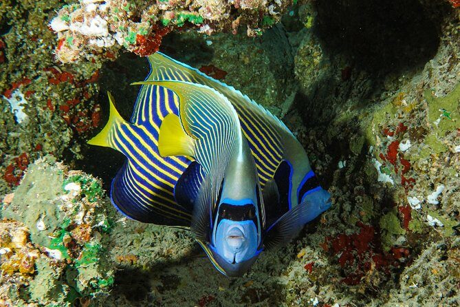 1/2 day Tahaa coral garden - departure Raiatea / ideal for cruise passengers - The Sum Up