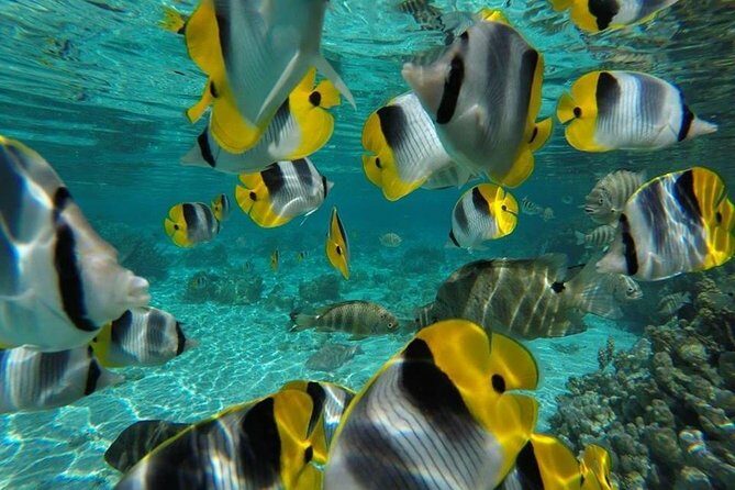 1/2 day Tahaa coral garden - departure Raiatea / ideal for cruise passengers - FAQ