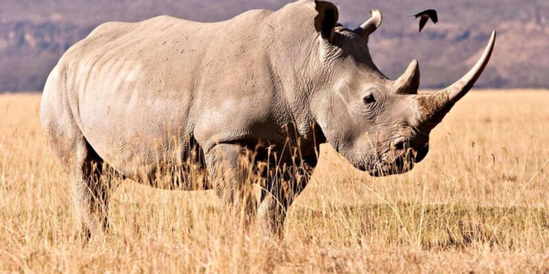 1/2 Day Tala Game Reserve & Natal Lion Park From Durban - Natal Lion Park Highlights