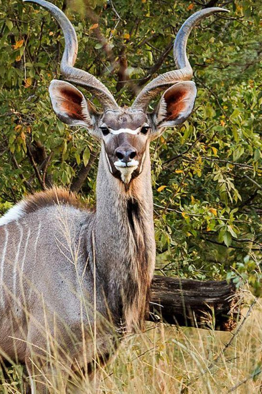 1/2 Day Tala Game Reserve & Natal Lion Park Tour From Durban - Accessibility