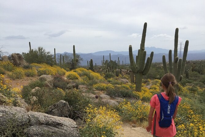 1-2 Hour Sonoran Desert Private Guided Hiking Tour - Exploring the Stunning Terrain