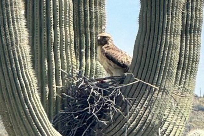1-2 Hour Sonoran Desert Private Guided Hiking Tour - Meeting Point and Pickup Details