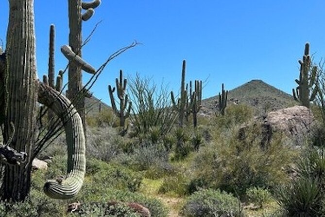 1-2 Hour Sonoran Desert Private Guided Hiking Tour - Key Tour Highlights and Inclusions