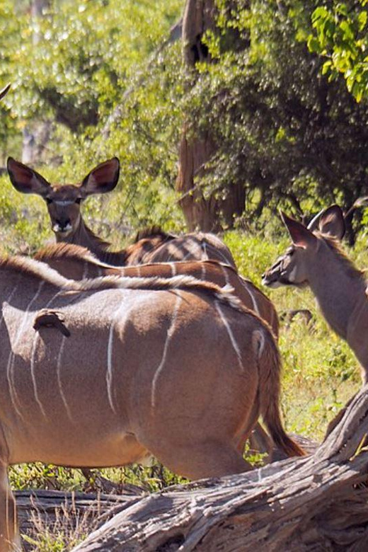 1/2 Tala Game Reserve & Phezulu Safari Park Tour - Itinerary Details