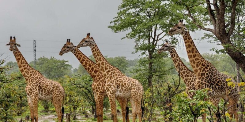1/2 Tala Game Reserve & Phezulu Safari Park Tour - Booking Information