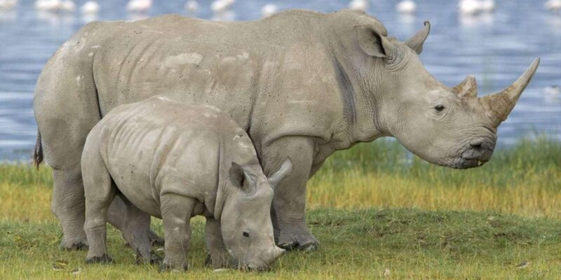 1/2 Tala Game Reserve & Phezulu Safari Park Tour - Pickup and Drop-off