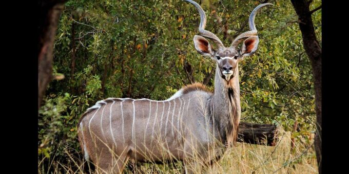 1/2 Tala Game Reserve & Phezulu Safari Park Tour - Tour Guide and Accessibility
