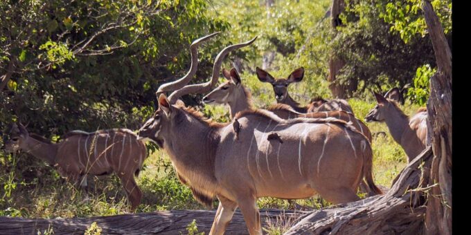 1/2 Tala Game Reserve & Phezulu Safari Park Tour - Additional Tour Details