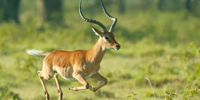 1/2 Tala Game Reserve & Phezulu Safari Park Tour - Frequently Asked Questions